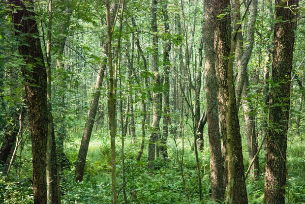 Black alder forest.