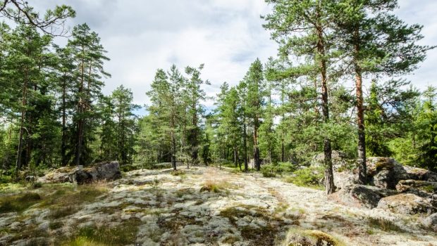 A rocky pine forest landscape.