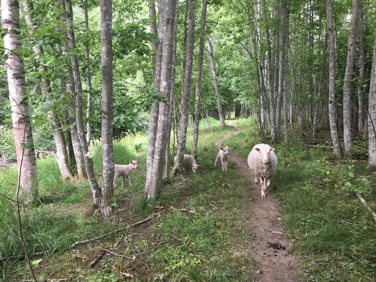 Kolme valkoista karitsaa ja uuhi metsässä.