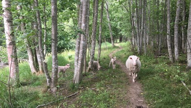 Kolme valkoista karitsaa ja uuhi metsässä.